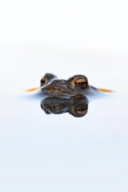 In spring... Common toad (Bufo bufo), male toad patiently waiting in spawning waters for a female ready to mate, swimming on the surface, on the lookout, native amphibians, toads, nature, North Rhine-Westphalia, Germany, Western Europe