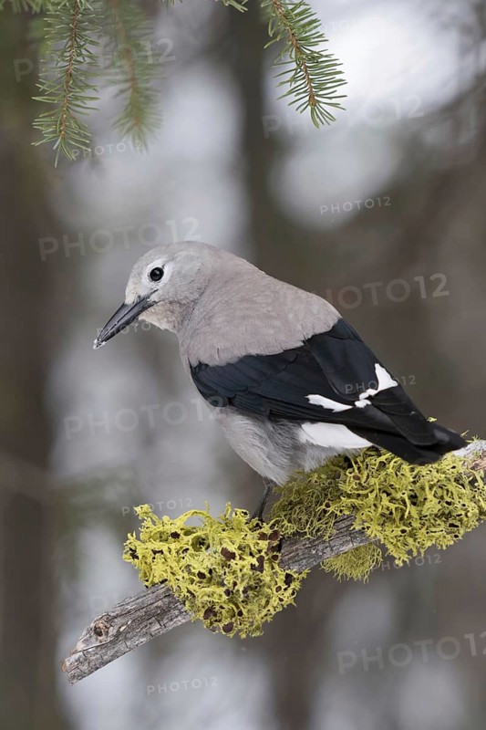 Curious look... Pine Jay (Nucifraga columbiana) in winter, North American jay species, natural environment in the forest, rear view, alert, interested look, snow on the beak, nature in Yellowstone NP, Wyoming, North America, United States of America