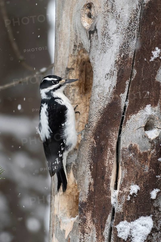 Building a cave... Hairy woodpecker (Picoides villosus), North American woodpecker species, woodpecker building a cave in a rotten tree trunk during snowfall, sitting at the cave entrance, nature in Yellowstone NP, Wyoming, North America, United States of America