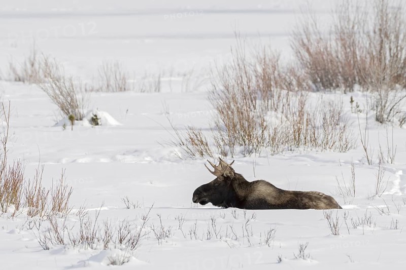 In the depths of winter... Moose (Alces alces), bull moose with shovel antlers lying on an open area in the high snow and resting, wildlife, animals, mammals, nature in Yellowstone NP, North America, USA, Canada, Wyoming, North America, United States of America