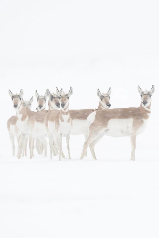 Pronghorn antelopes (Antilocapra americana), herd, group in winter in a snowstorm, extreme weather conditions, stand close together, protect each other, look attentively into the camera, fastest land mammal after the cheetah, occurrence in the prairies of America and the Sonora Desert, nature in Yellowstone NP, USA, Yellowstone, Wyoming, North America, United States of America