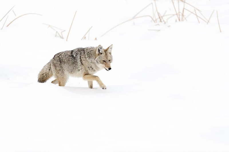 Coyote (Canis latrans) in winter, struggling through high snow, light snowfall, in beautiful snow-covered natural surroundings, nature in Yellowstone NP, Wyoming, USA, North America, United States of America