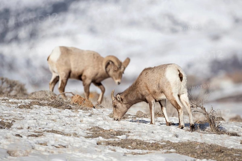 Wild sheep... Bighorn sheep (Ovis canadensis), two bighorn sheep in winter, one female, one male, searching for food on barren ground, wild sheep that lives in western North America, preferably in mountainous regions, nature in Yellowstone NP, Wyoming, North America, United States of America