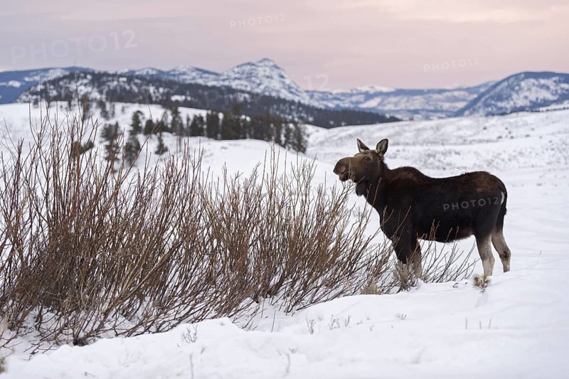 Soft light... Elk (Alces alces), young bull elk in winter, eating from the bushes on a vast plateau in Yellowstone National Park, Nature in Yellowstone NP, Wyoming, North America, United States of America
