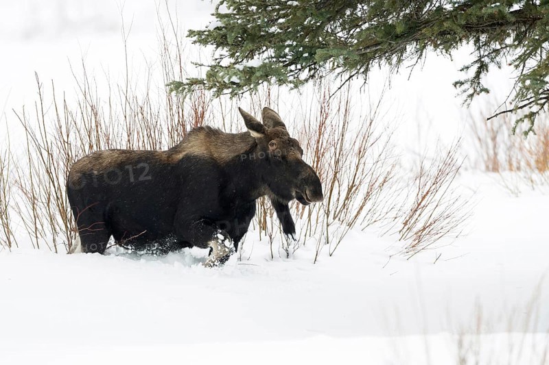 Elk (Alces alces) in winter, young bull, without antlers, roaming through typical habitat, running, breaking through high snow, nature in Yellowstone NP, USA, Yellowstone, Montana, North America, United States of America