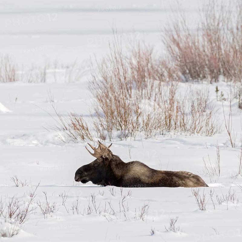 In the depths of winter... Elk (Alces alces), bull elk with shovel antlers lies on an open area in the high snow and rests, wildlife, animals, mammals, nature in Yellowstone NP, North America, USA, Canada, Yellowstone, Wyoming, North America, United States of America