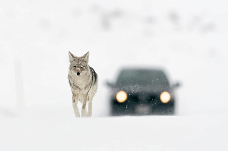 Walking pace... Coyote (Canis latrans) walking across a snow-covered road in winter, followed by a car, looks completely unimpressed, in high snow conditions many animals use cleared roads to make easy progress, often dangerous situation for all, nature in Yellowstone NP, Wyoming, North America, United States of America