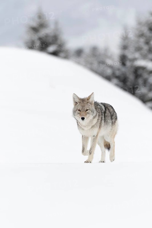 Coyote (Canis latrans) in winter, walking on frozen snow, light snowfall, in beautiful snow-covered typical natural environment, nature in Yellowstone NP, Wyoming, USA, North America, United States of America