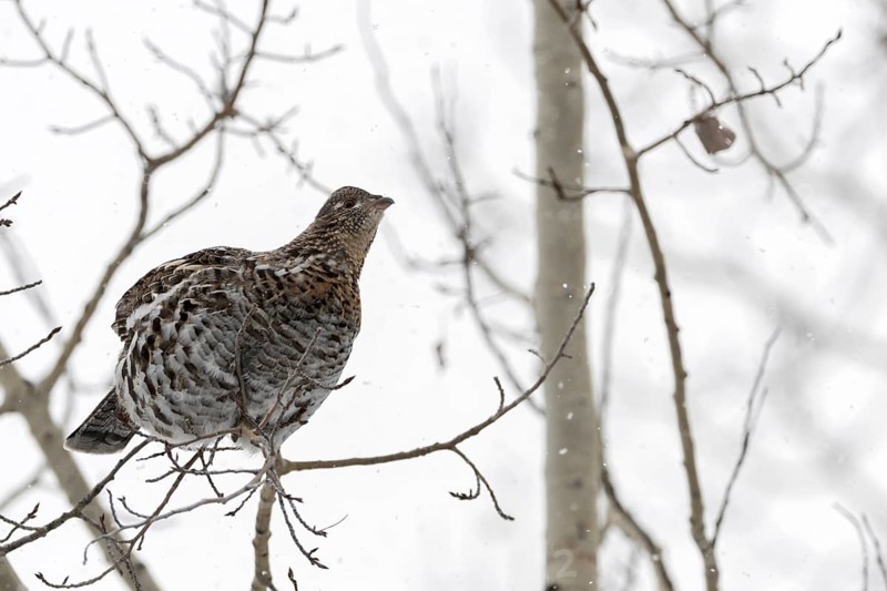 Ruffed grouse (Bonasa umbellus) in winter, sitting high in a tree on a thin branch in light snowfall, looking for food, eating buds, nature in Yellowstone NP, Wyoming, North America, United States of America, USA