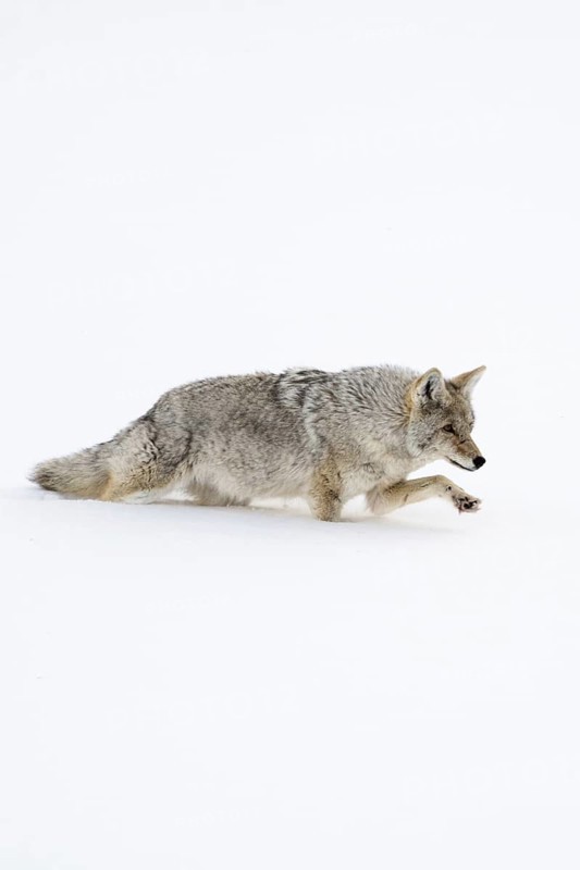 Coyote (Canis latrans) in winter, struggling through high snow, has to lift the front paw high, funny picture in deep snowy surroundings, nature in Yellowstone NP, Wyoming, USA, North America, United States of America