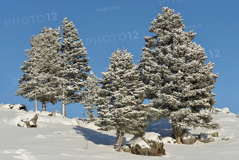 Deep blue sky, a few conifers and thick boulders... Yellowstone National Park (North America), untouched, snow-covered landscape on a beautiful, sunny winter day, nature in Yellowstone NP, Wyoming, North America, United States of America