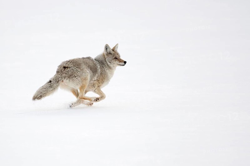 On the run... Coyote (Canis latrans) in winter, fleeing in a fast run through high snow, USA, nature in Yellowstone NP, Wyoming, North America, United States of America