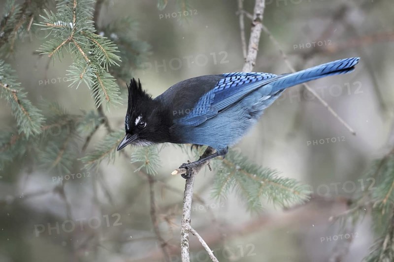 Curious... Diademed jay (Cyanocitta stelleri) in winter, North American corvid, very pretty jay bird, most comparable to our native magpie or jay, just as alert, cunning and intelligent, nature in Yellowstone NP, Wyoming, North America, United States of America
