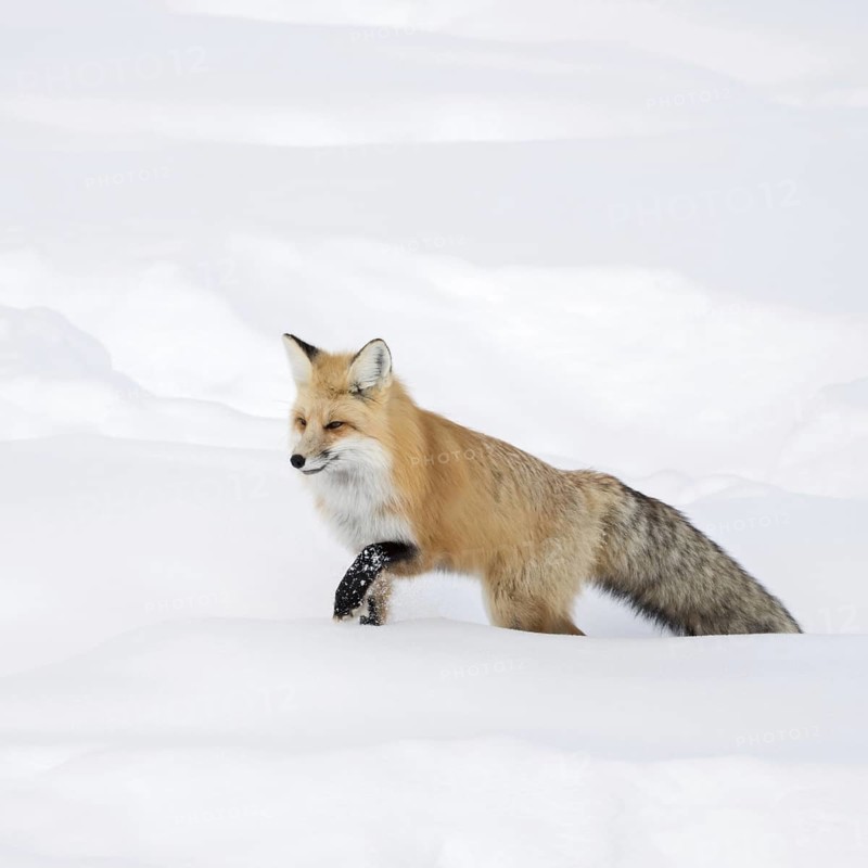 Red fox (Vulpes vulpes) in winter, running through deep snow, finding its way through high snow, nature in Yellowstone NP, Montana, North America, United States of America