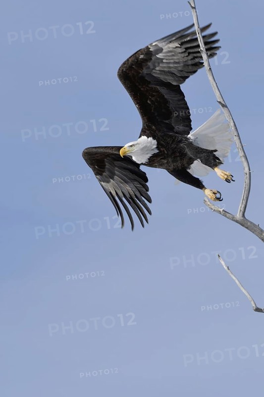 The take-off... Bald eagle (Haliaeetus leucocephalus), eagle, American national symbol and heraldic bird, pushes off from a tree in which it had previously been perched, flies off, nature in Yellowstone NP, Wyoming, North America, United States of America