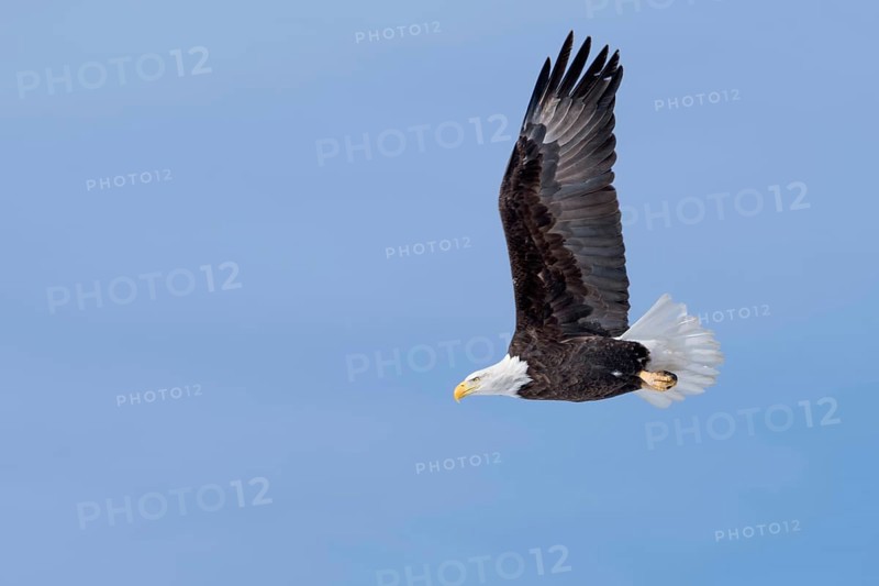 In flight... Bald eagle (Haliaeetus leucocephalus), American heraldic bird, flying eagle, American sea eagle, impressive adult bird, nature in Yellowstone NP, Wyoming, North America, United States of America