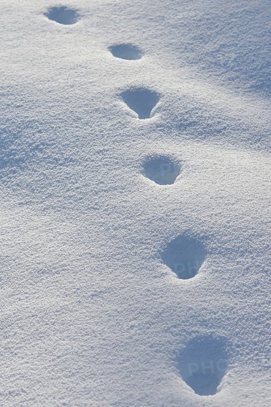 Fox, red fox (Vulpes vulpes), tracks in the snow, track, animal track, animal track, footsteps, footprints in winter, nature in Yellowstone NP, Wyoming, USA
