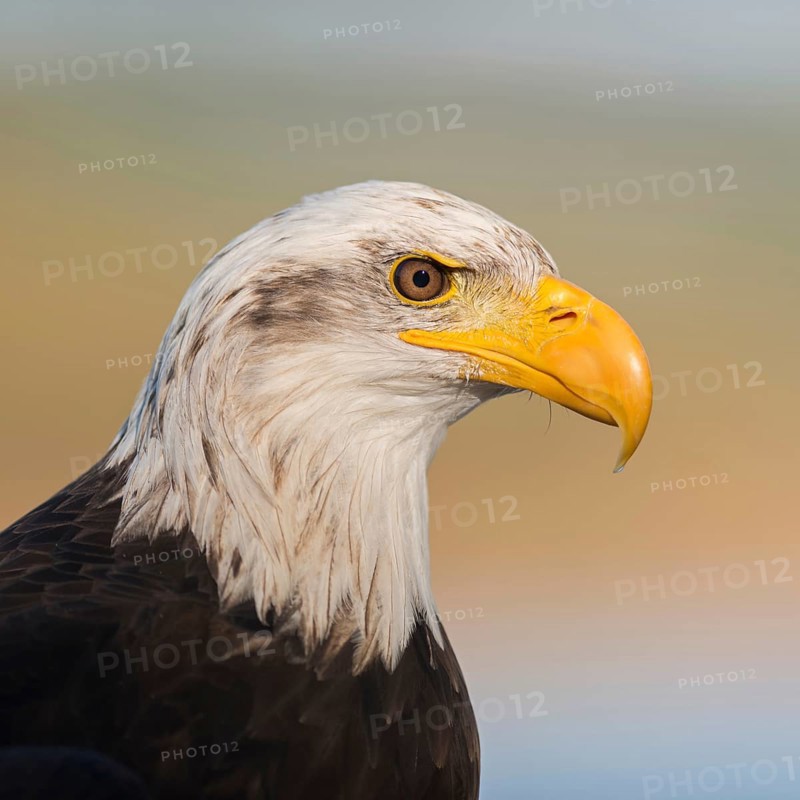 Mighty yellow beak... Bald eagle (Haliaeetus leucocephalus), impressive bird of prey, sea eagle, eagle, American national animal, heraldic bird, detailed close-up, head portrait, USA