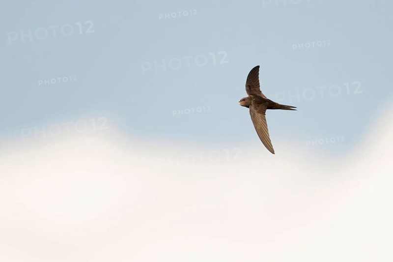 Swift as an arrow... Swift (Apus apus) in flight, stays in the air almost without interruption for about ten months outside the breeding season, sleeps in flight, Lower Rhine, Rhine district of Neuss, North Rhine-Westphalia, Germany, Western Europe