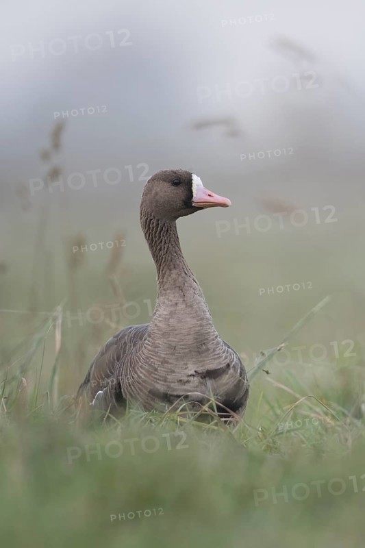Greater White-fronted Goose (Anser albifrons), northern wild goose in the tall grass of a meadow, securing the surroundings with its elongated neck, wintering guest on the Lower Rhine, Bislicher Insel, Wesel district, Lower Rhine, North Rhine-Westphalia, Germany, Western Europe