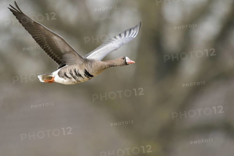 Grey winter time... White-fronted goose (Anser albifrons) on the Lower Rhine, wintering in Germany, arctic wild goose in flight, detailed close-up, native birdlife, wildlife, nature, North Rhine-Westphalia, Germany, Western Europe