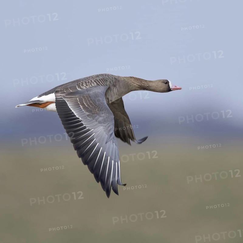 In the air... White-fronted goose (Anser albifrons), wild goose in flight over meadows and dykes in its wintering area on the Lower Rhine, typical goose, migratory bird, breeding areas are in the far north, north-east, Lower Rhine, North Rhine-Westphalia, Germany, Western Europe