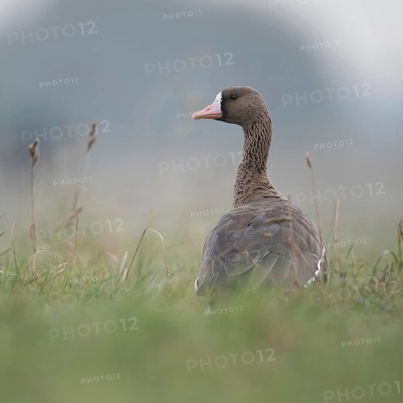 Looking round... White-fronted goose (Anser albifrons), wintering wild goose in the tall grass of a meadow, rear view, low, natural-looking photo position, Bislicher Insel, Wesel district, Lower Rhine, North Rhine-Westphalia, Germany, Western Europe