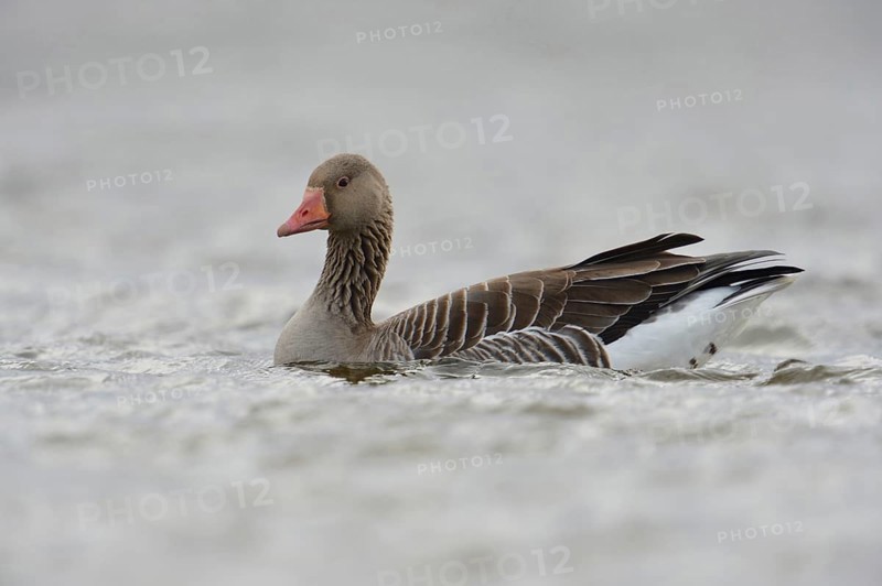 Greylag goose (Anser anser) swims on a body of water in cloudy weather, wild goose, second largest goose species in Europe, widespread almost everywhere, common, problem bird on some bodies of water when surrounding areas are overcooked, Lower Rhine, North Rhine-Westphalia, Germany, Western Europe