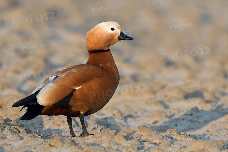 Ruddy-headed goose (Tadorne casarca), wild goose, female, in breeding plumage, shows all essential identification features, standing on an acer on the Lower Rhine, beautiful warm light, clear, detailed image, newcomer to Western Europe, neozoon, neozoan, continues to spread, copes well with the conditions even in winter, Bislicher Insel nature reserve, wild animal, Lower Rhine, North Rhine-Westphalia, Germany, Western Europe