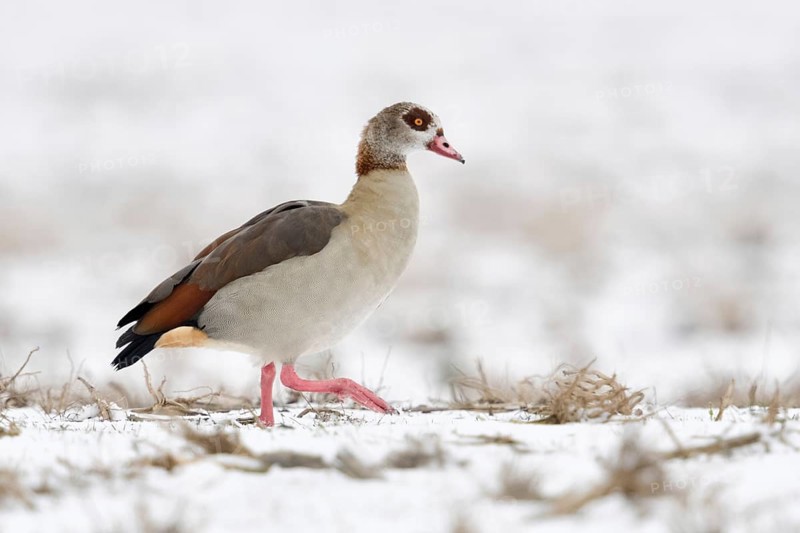Egyptian goose (Alopochen aegyptiacus), invasive species in Europe, on the Lower Rhine in winter, migrating over snow-covered farmland, in search of food, wild goose, wild animals, Germany, Europe, Lower Rhine, North Rhine-Westphalia, Western Europe