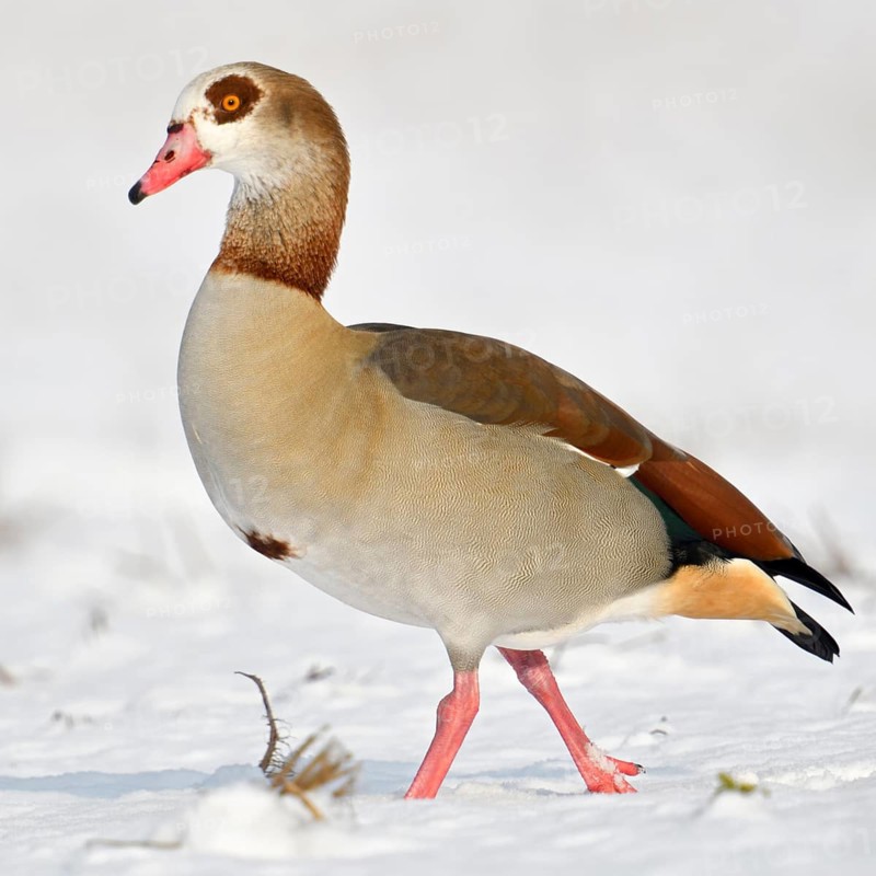 Nile goose (Alopochen aegyptiacus), invasive conspicuous wild goose in Europe, on the Lower Rhine in winter, running across snow-covered farmland, in search of food, wild goose, wild animals, Germany, Europe, Lower Rhine, North Rhine-Westphalia, Western Europe