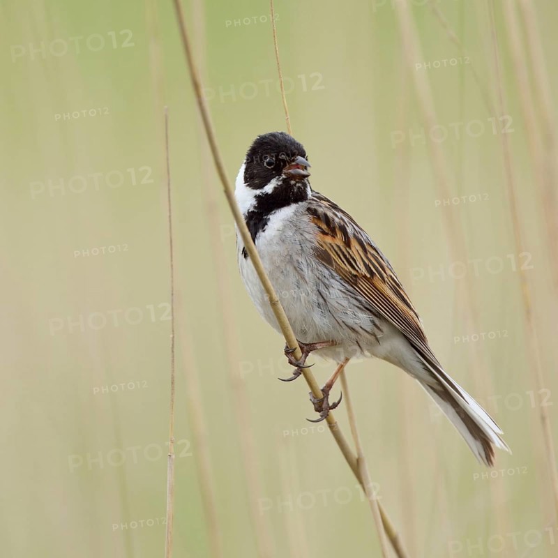 Reed dweller... Reed bunting (Emberiza schoeniclus), male adult bird in breeding plumage, splendour plumage, summer plumage, in typical habitat, sitting on a reed stalk, singing, native songbird, wildlife, Germany, North Rhine-Westphalia, Western Europe