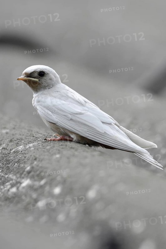 Leucism... white barn swallow (Hirundo rustica), fledged young bird with a genetic defect that prevents the colouring of the plumage, colour formation in the feathers, no albinism, rare freak of nature, Lower Rhine, North Rhine-Westphalia, Germany, Western Europe