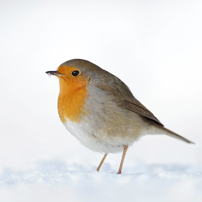 Steadfast... Robin (Erithacus rubecula) in the snow, perhaps the best-known native songbird, present all year round, resident bird, Germany, Western Europe