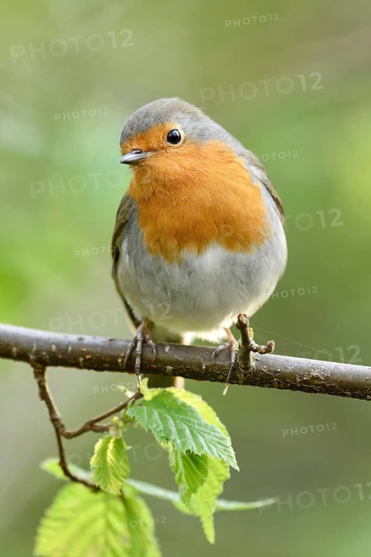 Cute little fellow... Robin (Erithacus rubecula) in spring, popular, almost everywhere common, often not very shy native songbird, can be seen all year round, frequent guest at bird feeders, Lower Rhine, North Rhine-Westphalia, Germany, Western Europe