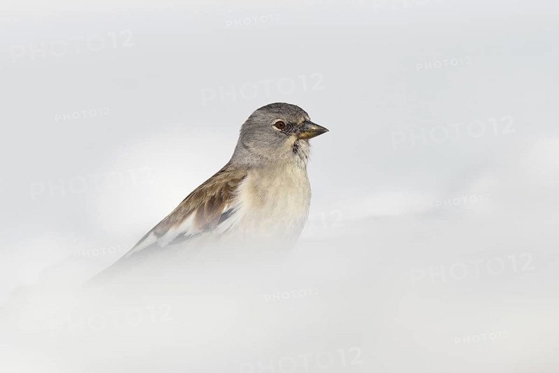 Survival artist... Snow sparrow (Montifringilla nivalis) in deep snow, bird of the Alps and other high mountains, lives all year round in high alpine areas, despite high snow, ice and very low temperatures, wildlife, Valais, Swiss Alps, Switzerland, Western Europe