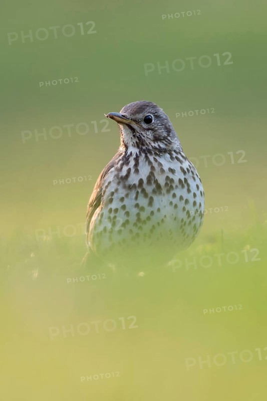 Song artist... Song thrush (Turdus philomelos) on the ground on grass, attentively watching over the surroundings, well-known songbird, native almost everywhere in Germany, frontal shot from a low, natural-looking perspective, Lower Rhine, North Rhine-Westphalia, Germany, Western Europe
