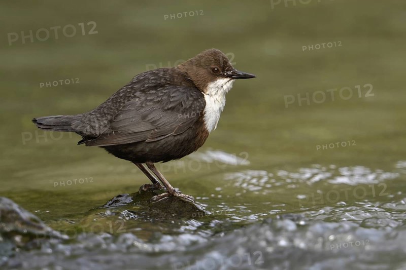Adapted to their habitat... White-throated Dipper (Cinclus cinclus) standing on a stone in the middle of the water, the only native songbird that can also dive, Lower Rhine, North Rhine-Westphalia, Germany, Western Europe