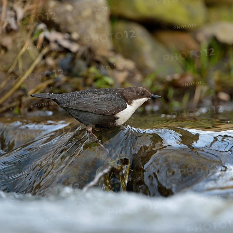 In the habitat... White-throated Dipper (Cinclus cinclus) hunts for insects and other food in the fast-flowing, clear water of a stream, small river, native birdlife, wildlife, Sauerland, North Rhine-Westphalia, Germany, Western Europe