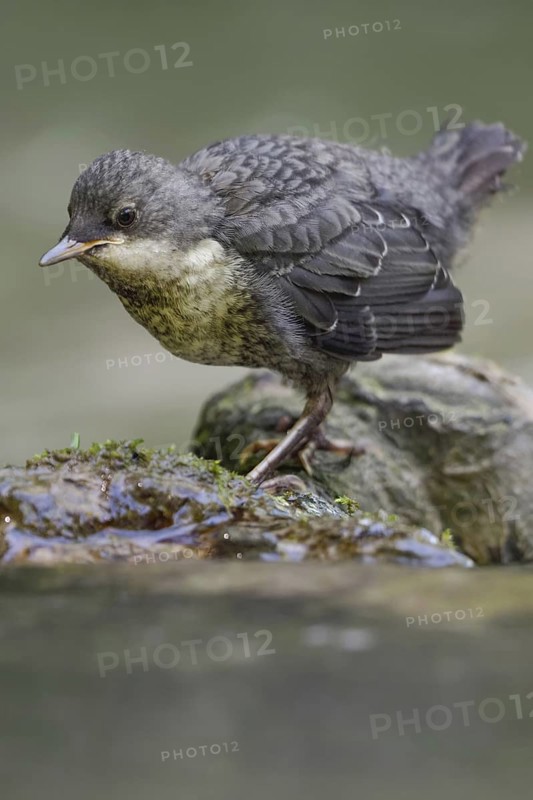 Foraging for food... White-throated Dipper (Cinclus cinclus), just fledged young bird foraging for food between stones in the river bed, young dippers must quickly become independent, are not cared for for long, detailed close-up, Lower Rhine, North Rhine-Westphalia, Germany, Western Europe