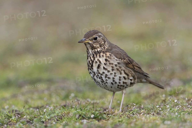 On the ground... Song thrush (Turdus philomelos), detailed close-up showing the typical characteristics of this thrush species, vocal native songbird, southern Sweden, Sweden, Scandinavia, northern Europe