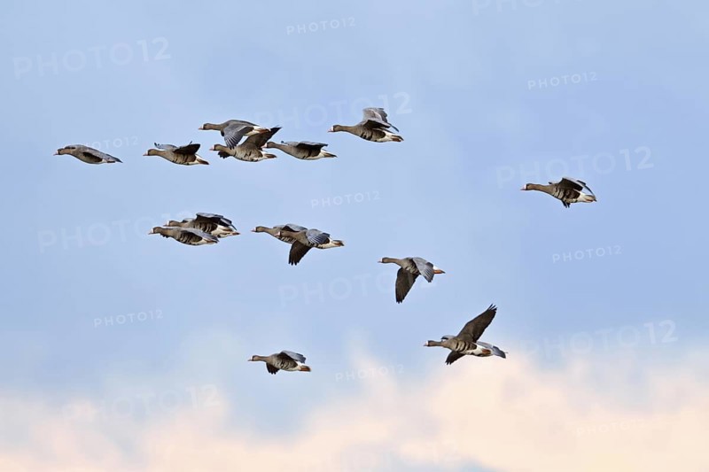 Flying over... White-fronted geese (Anser albifrons), small flock in flight, flying wild geese, regular winter visitors to the Lower Rhine, North Rhine-Westphalia, Germany, Western Europe