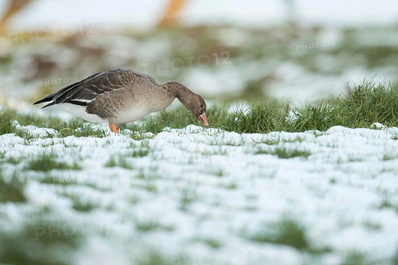Wintering... White-fronted goose (Anser albifrons), arctic wild goose as a winter guest on the Lower Rhine eats its fill in snowy conditions, typical picture of a grazing wild goose, Bislicher Insel, Wesel district, Lower Rhine, North Rhine-Westphalia, Germany, Western Europe