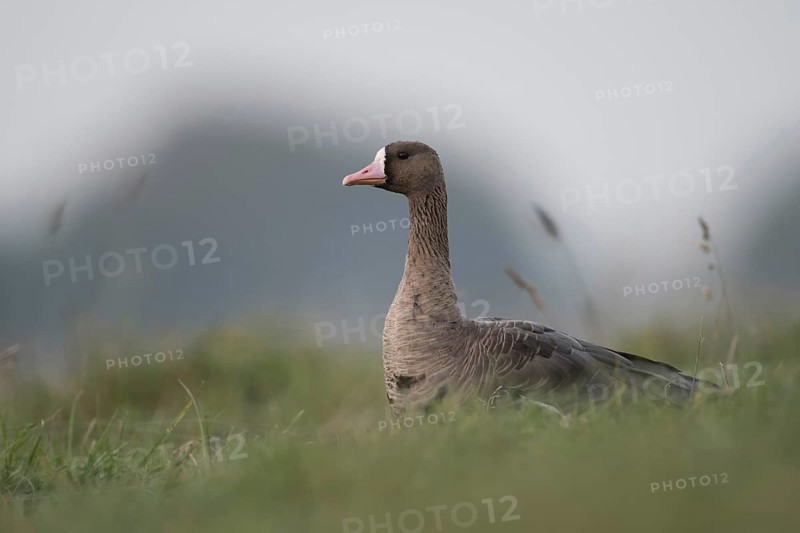 On the Lower Rhine... White-fronted goose (Anser albifrons), winter visitor, arctic wild goose in a meadow on Bislicher Insel, Wesel district, Lower Rhine, North Rhine-Westphalia, Germany, Western Europe