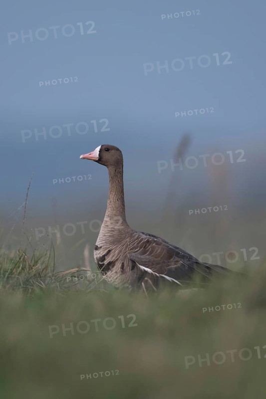 White-fronted goose (Anser albifrons), adult animal, winter visitor, arctic wild goose in a meadow on Bislicher Insel, soft, strong colours, deep appealing perspective at eye level, Wesel district, Lower Rhine, North Rhine-Westphalia, Germany, Western Europe