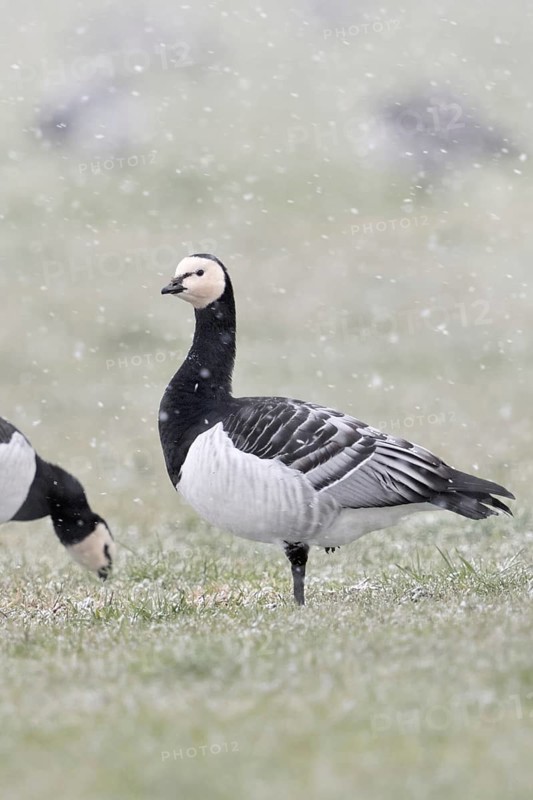 Barnacle geese, white-fronted geese (Branta leucopsis), flock in winter, on a pasture during a snow shower while looking for food, one looks around, secures the surroundings, wildlife, native wildlife, Europe, Lower Rhine, North Rhine-Westphalia, Germany, Western Europe