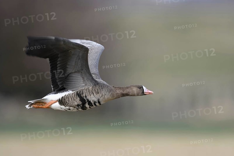 Fast flight... White-fronted goose (Anser albifrons) on the Lower Rhine, White-fronted geese, like all wild geese, are very persistent and also fast fliers, flying thousands of kilometres on their journeys, Lower Rhine, North Rhine-Westphalia, Germany, Western Europe