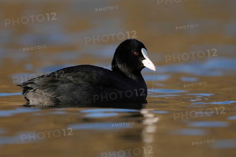 Pretty to look at... Eurasian Coot rail (Fulica atra) or coot, well-known conspicuous water bird, to be found on many waters, named after the white horn shield on the head, native birdlife, wildlife, nature, Rhineland, Cologne Bay, North Rhine-Westphalia, Germany, Western Europe