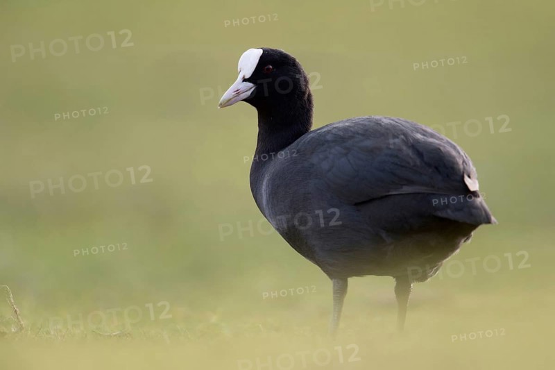 Eurasian Coot (Fulica atra) also called coot, typical and unmistakable is the white pallor, a horn shield above the white beak, stands on land in the grass of a meadow, deep appealing perspective at eye level, common, well-known waterfowl, native birdlife, wildlife, nature, Rhineland, Cologne Bay, North Rhine-Westphalia, Germany, Western Europe