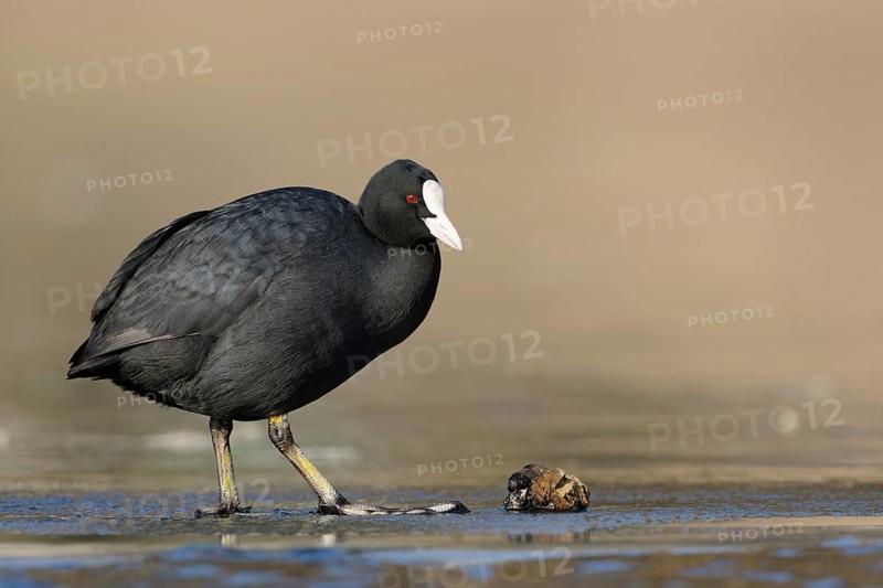 Tough fare... Eurasian Coot rail (Fulica atra), also known as coot, common, widespread native black water bird with white pallor and roundish shape, standing on the ice in front of a migratory mussel, which coots like to eat, Lower Rhine, North Rhine-Westphalia, Germany, Western Europe